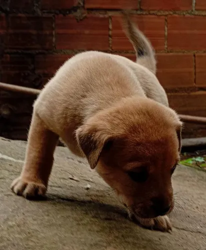FILHOTE DE EURASIER/CHOWCHOW leia a descrição