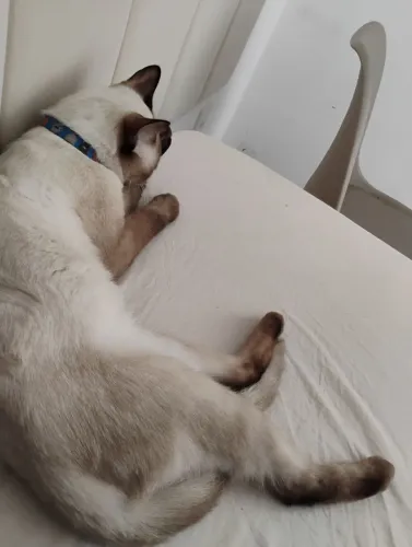 Gato para adoção 