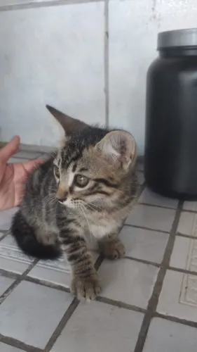 Doação de filhote encontrado na rua