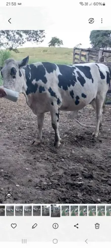 Novilha a venda