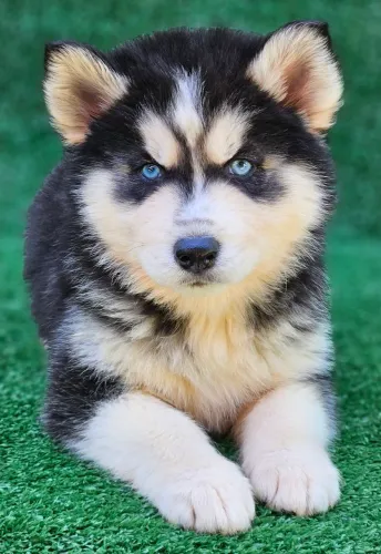 Husky siberiano com PEDIGREE registrado ALKC vacinados e vermífugados