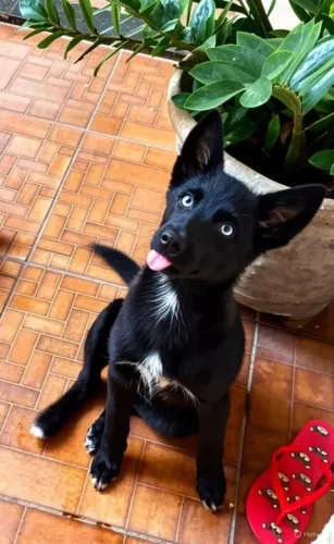 Adoção cachorrinha 1 aninho em Ribeirão