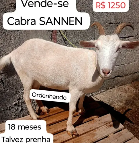 CABRA SANEN E ALBINA