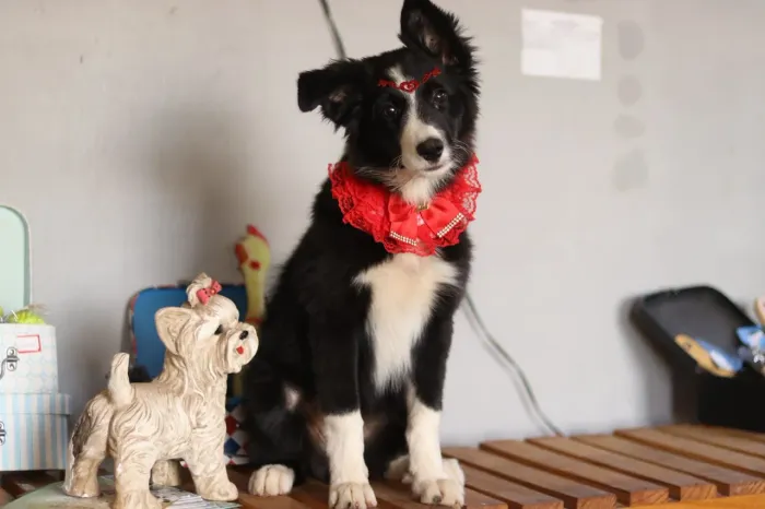 BORDER COLLIE PARCELAMOS