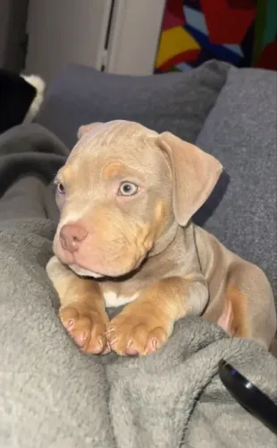 Pitbull - Um Companheiro Pronto Para Participar De Cada Momento De Sucesso