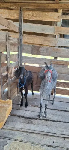 6 cabras