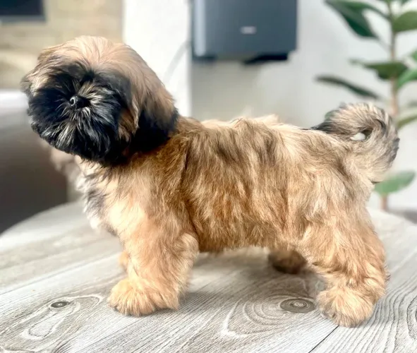 SHIHTZU FÊMEA  -  ACEITO CARTÃO 