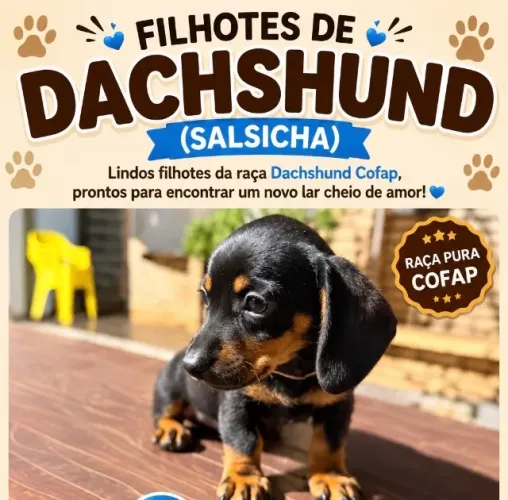FILHOTE DACHSHUND (SALSICHA) - MACHO