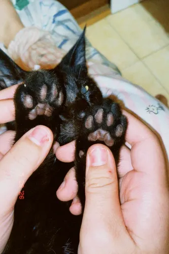 Doação de gatinho preto