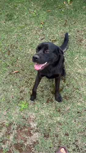 Doação Labrador macho 1 ano e meio