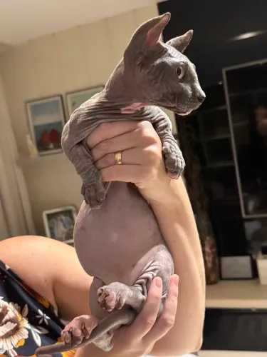 Vendo lindo gato Sphynx Dwelf 