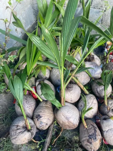 Vende-se muda de coco anão em grande quantidade