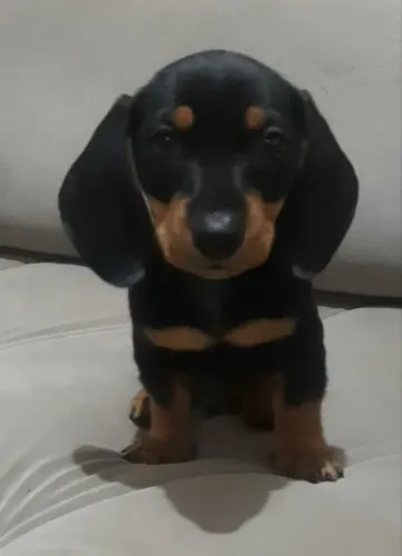 Filhote dachshund fêmea Mini 