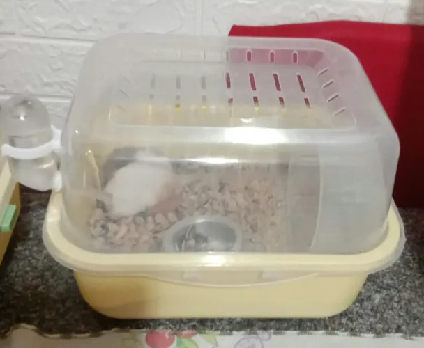 Hamster para venda...