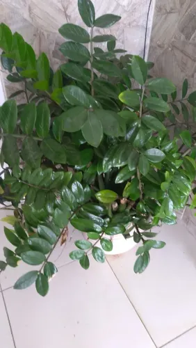 Vendo três plantas no jarro
