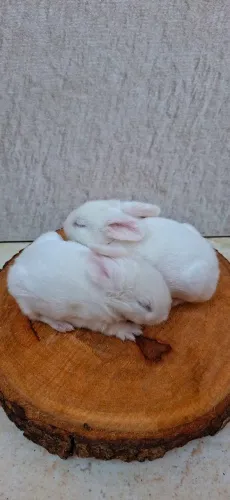 Coelhos minilop