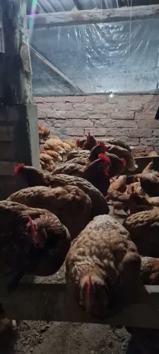 Galinhas