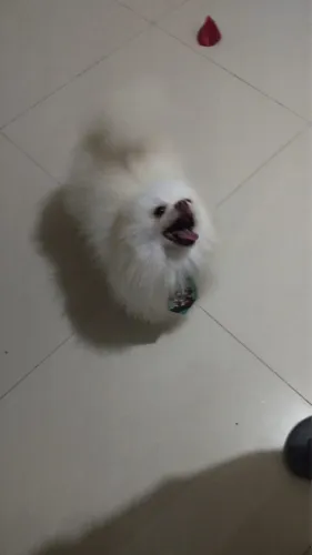 Vendo cachorro spitz