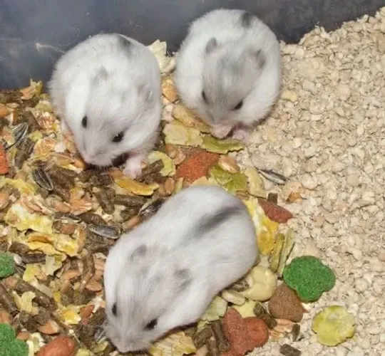 Filhotinhos Hamster Anão russo branco