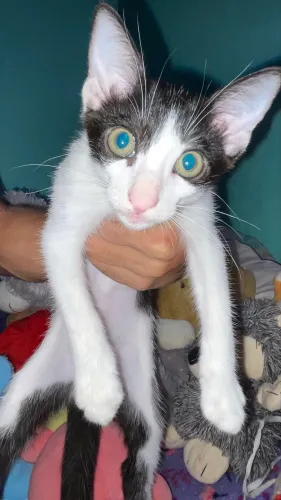 Doação de Gato Macho 