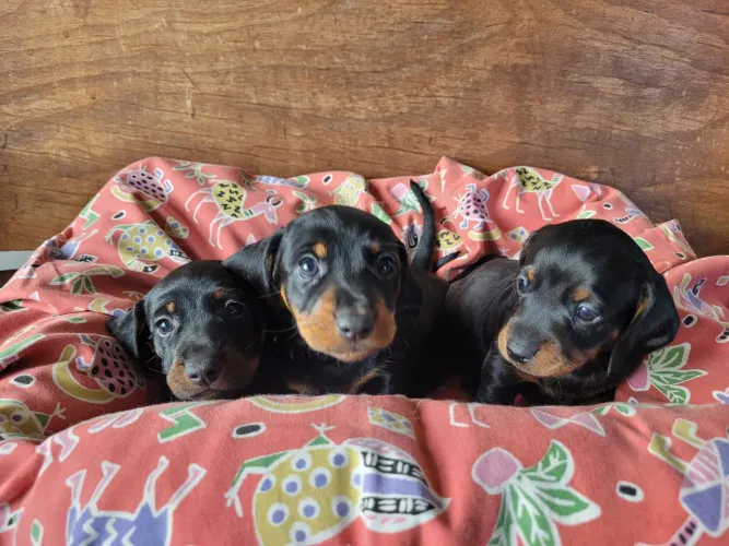 Dachshund filhotes MACHOS