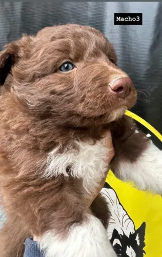 Border Collie - Beleza, agilidade e lealdade em um só amigo.