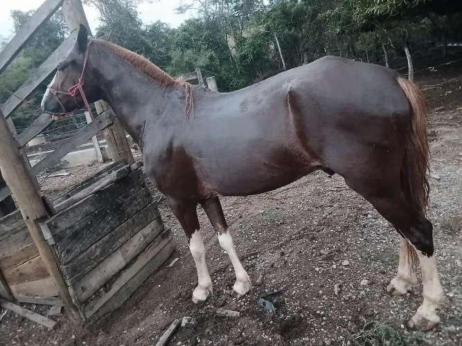 Cavalo 