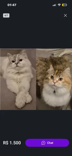 Gato siberiano