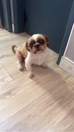Doa-se um cachorro da raça shih tzu