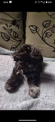Vende se cachorrinho shih- tzu