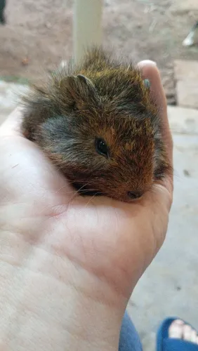Porquinho da índia 