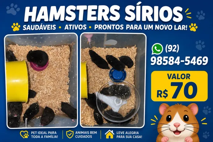 Hamster sirio machos e fêmeas disponíveis 