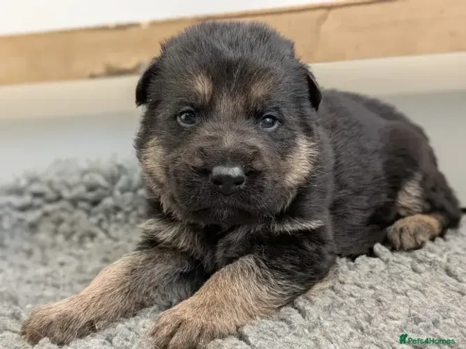 Cãozinho Pastor Alemão linhagem selecionada saudável dócil com garantia