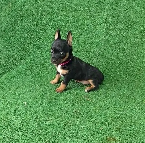 Pinscher fêmea diferenciada luxo