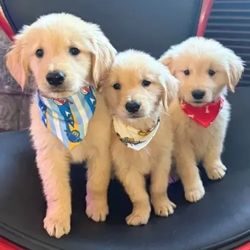 Filhotes de Golden Retriever para adoção responsável ?