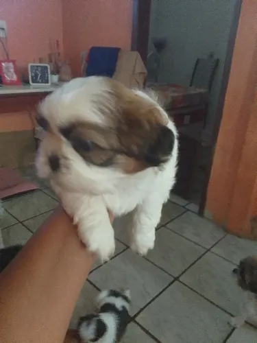 Cachorro