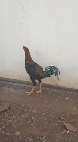 Galo caipira