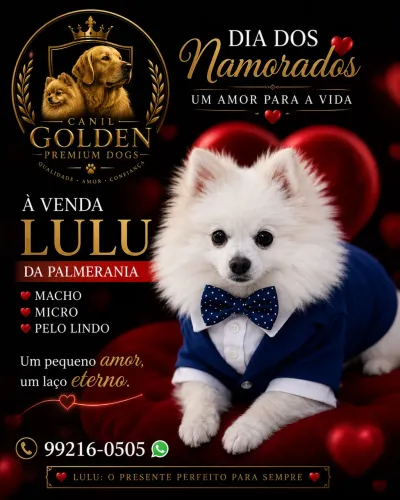 Spitz alemão micro 