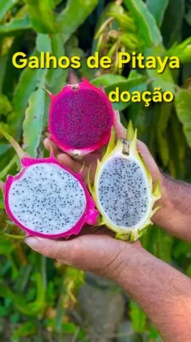 Galhos de Pitaya para doação para tu plantar