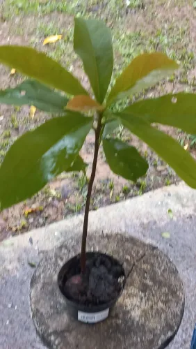 Mudas de abacateiro 