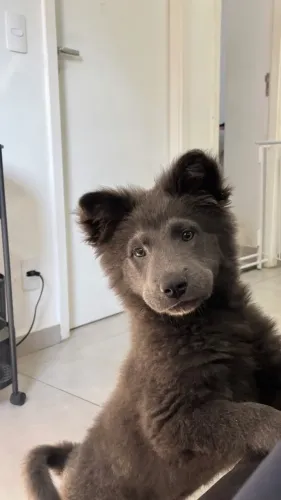 ADOÇÃO RESPONSÁVEL - CACHORRO DA RAÇA CHOW CHOW MESTIÇO 3 MESES