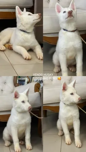 Husky 4 meses puro sangue