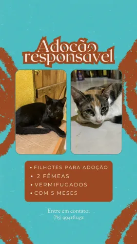 Doacao de Gatos