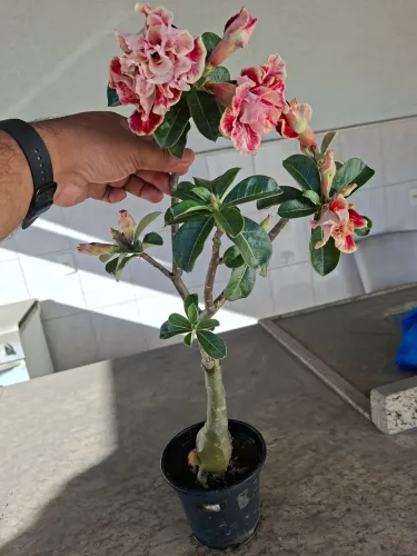 Rosa do deserto