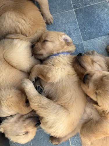 Golden Retriever