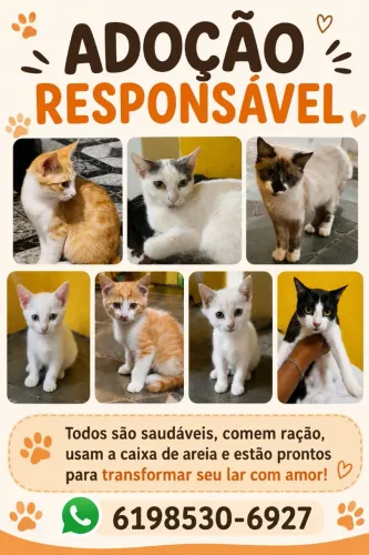 ADOÇAO RESPONSÁVEL DE GATINHOS