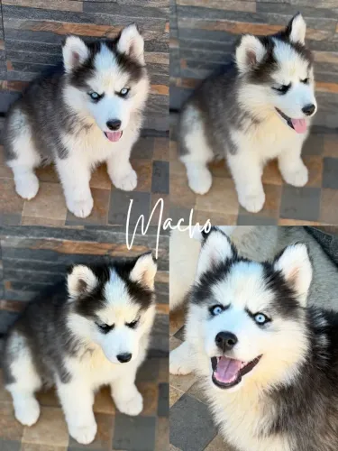 Husky Siberiano