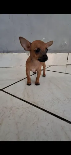 Cachorra pintcher 0