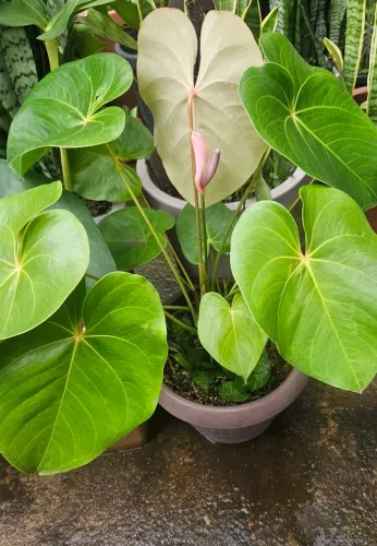 Vaso de planta com Anturio e mini são Jorge