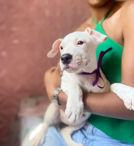 FILHOTE DE AMERICAN BULLY COM PITBULL